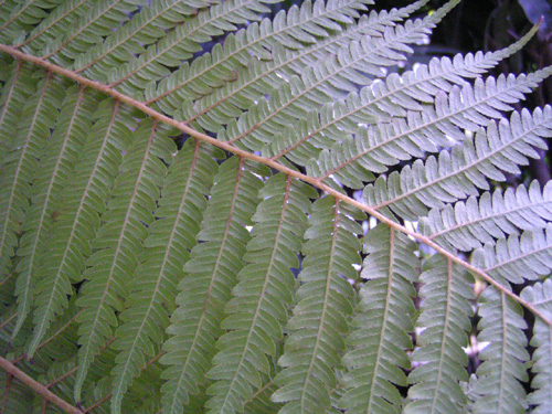 Cyathea australis