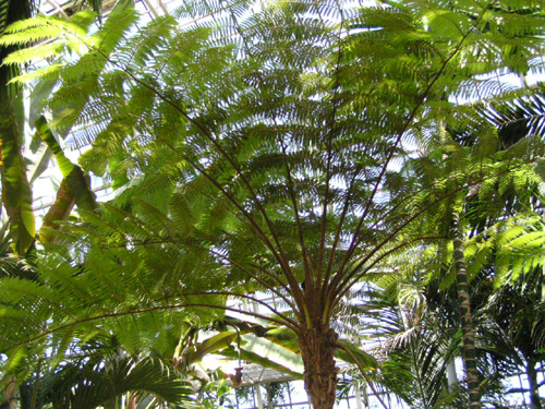 Cyathea australis