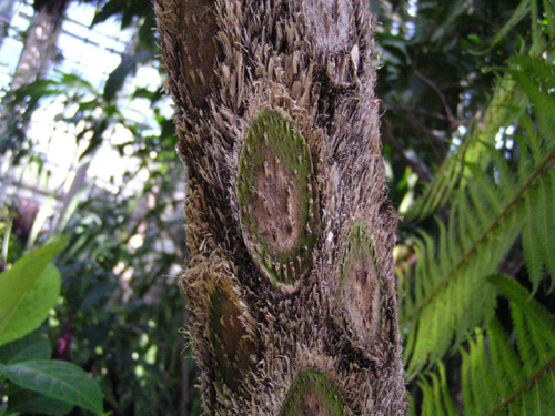 Cyathea australis