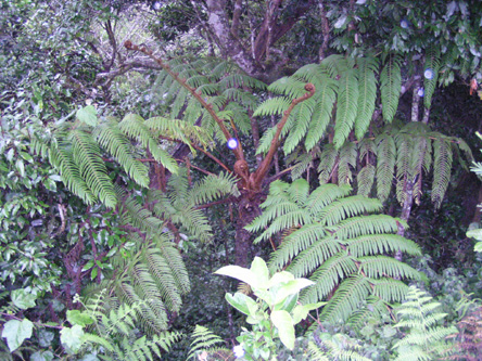 Cyathea spinulosa