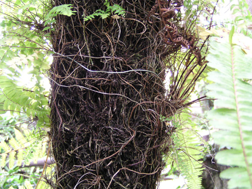 Cyathea spinulosa