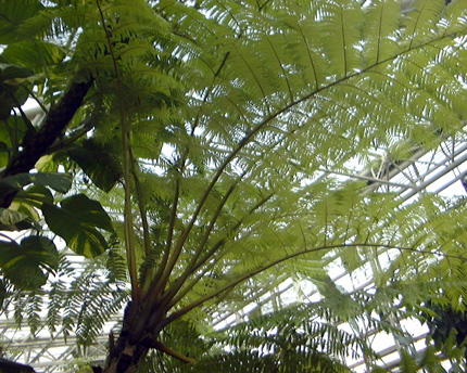 Cyathea lepifera