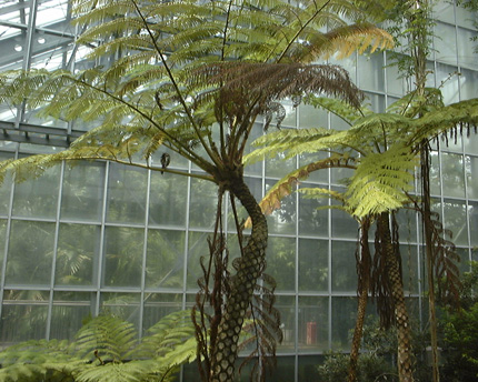 Cyathea lepifera