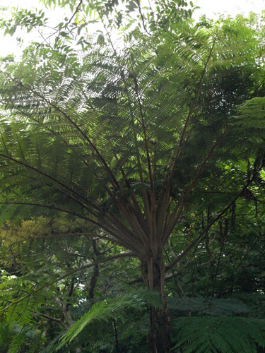 Cyathea lepifera