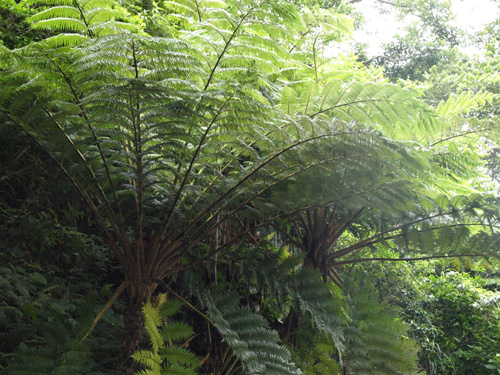 Cyathea lepifera