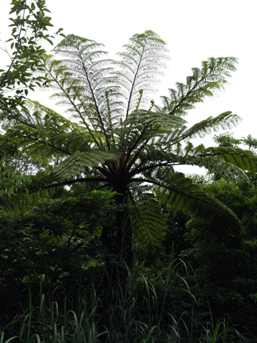 Cyathea lepifera