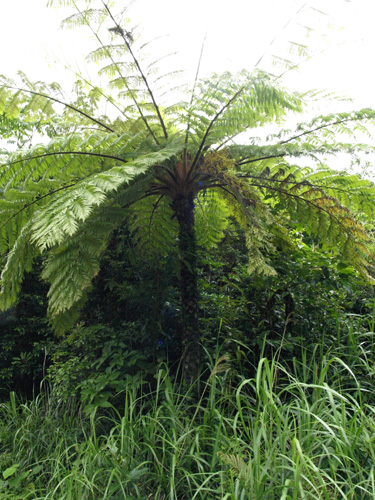 Cyathea lepifera