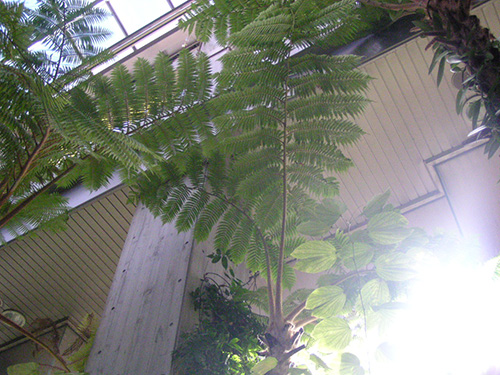 Cyathea lepifera