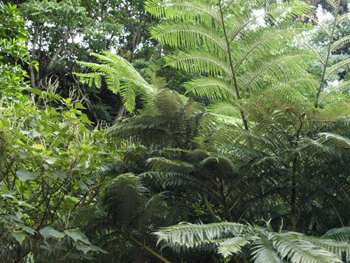 Cyathea lepifera