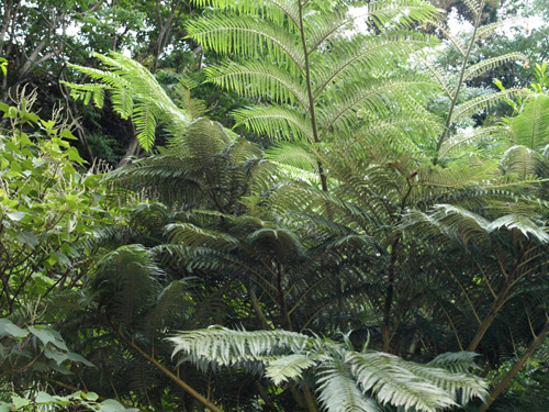 Cyathea lepifera