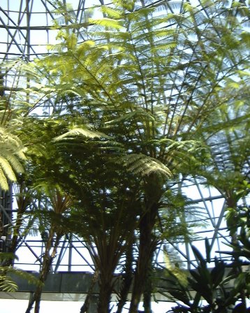 Cyathea podophylla