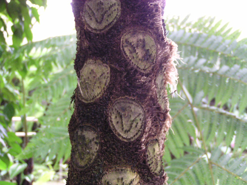 Cyathea mertensiana