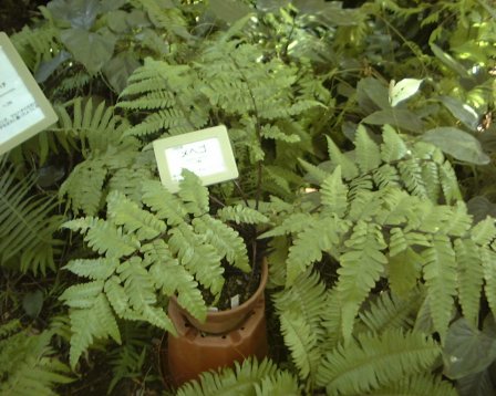 Cyathea agurae