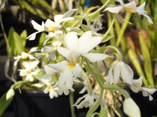 Calanthe vestita