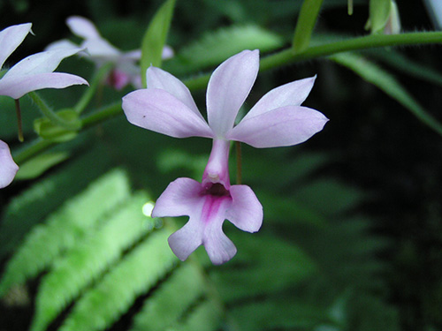 Calanthe vestita rosea