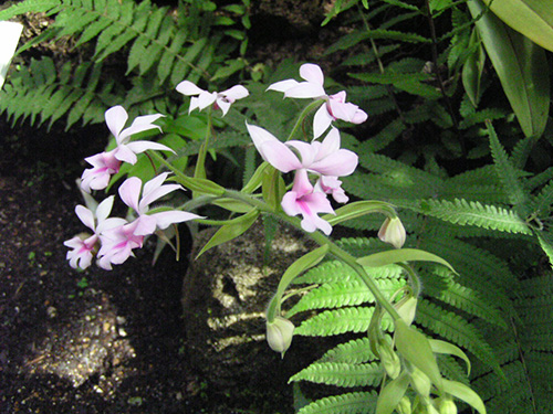 Calanthe vestita rosea