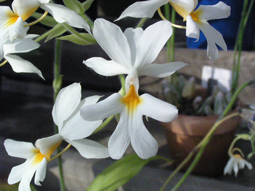 Calanthe vestita