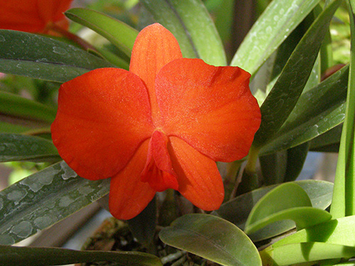 Soph. coccinea