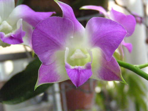 Den. phalaenopsis