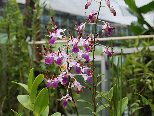 Den. lasianthera