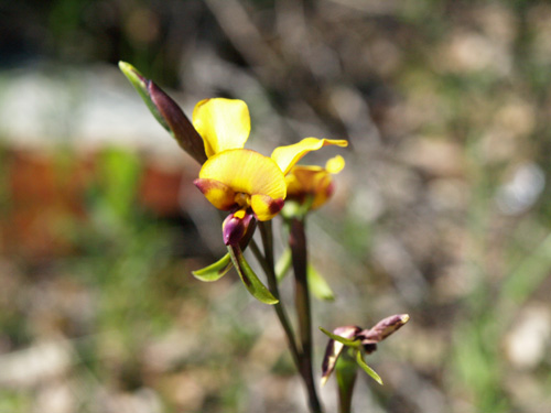 Diuris corymbosa