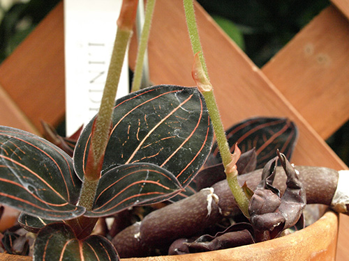 Ludisia discolor