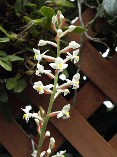 Ludisia discolor flower