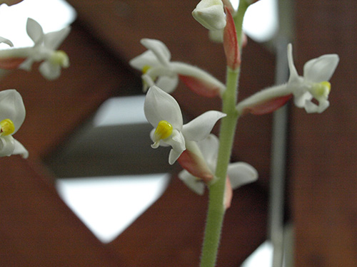 Ludisia discolor flower