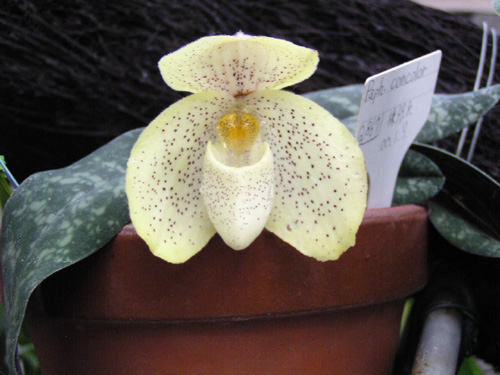 Paph. concolor