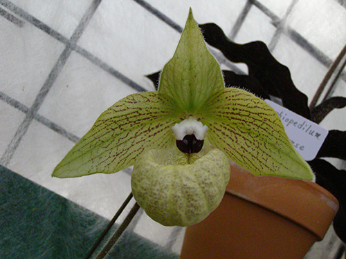 Paph. malipoense