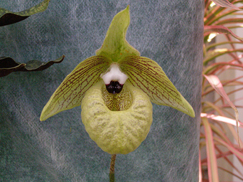 Paph. malipoense