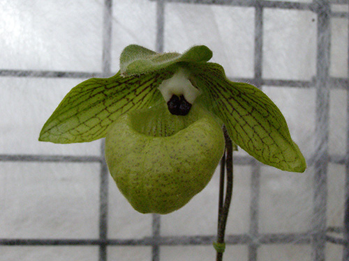 Paph. malipoense