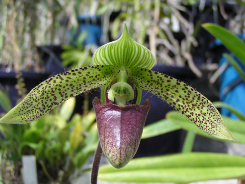 Paph. sukhakulii