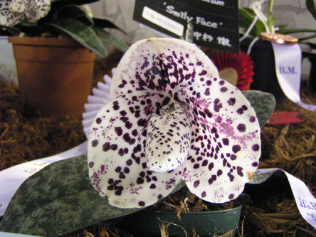 Paph. bellatulum