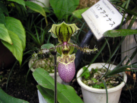 Paph. chamberlainianum