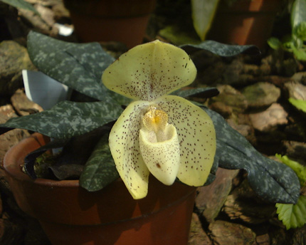 Paph. concolor