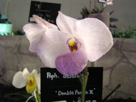 Paph. delenatii