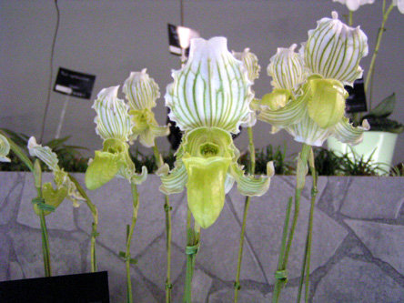 Paph. fairrieanum