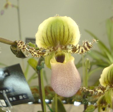 Paph. liemianum