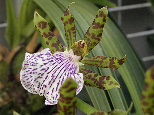 Zygopetalum intermedium