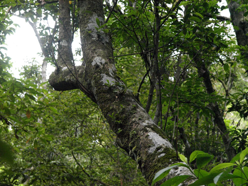 Eria ovata