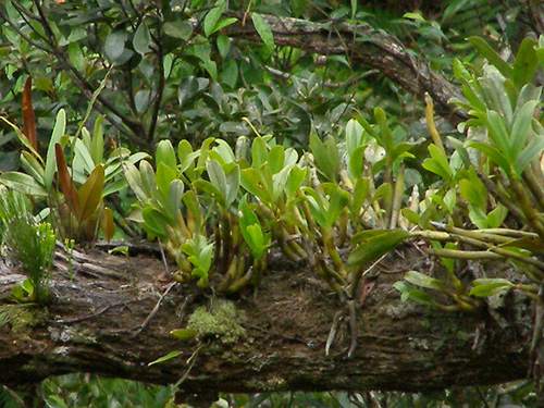 Eria ovata