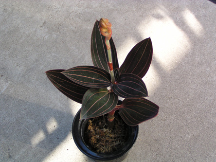 Ludisia discolor