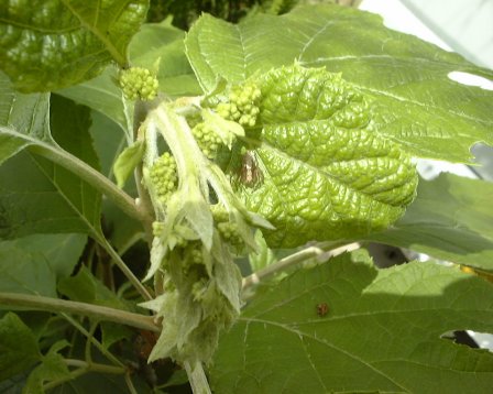 Hydrangea quercifolia