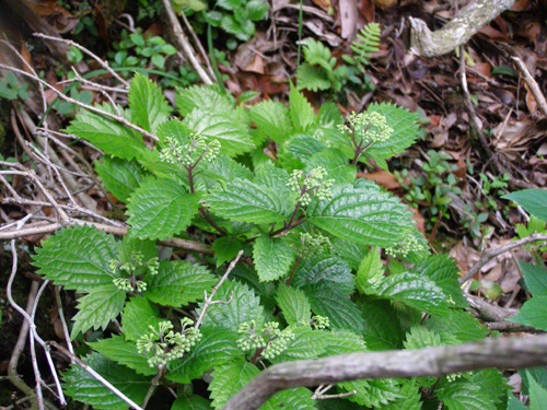 Hydrangea hirta