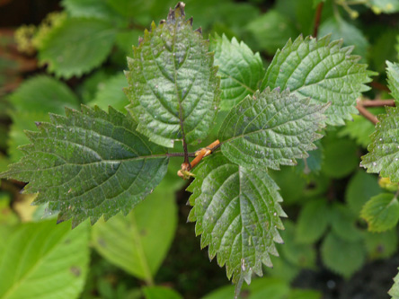 Hydrangea hirta