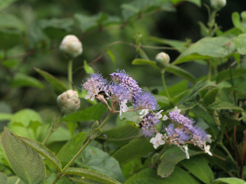 Hydrangea involucrata