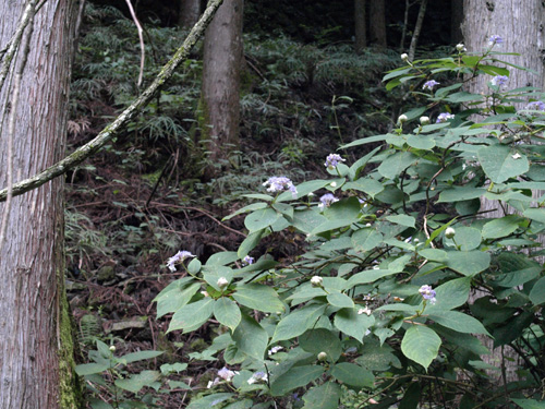 Hydrangea involucrata