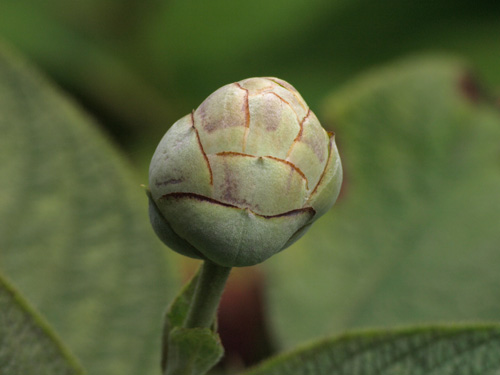 Hydrangea involucrata