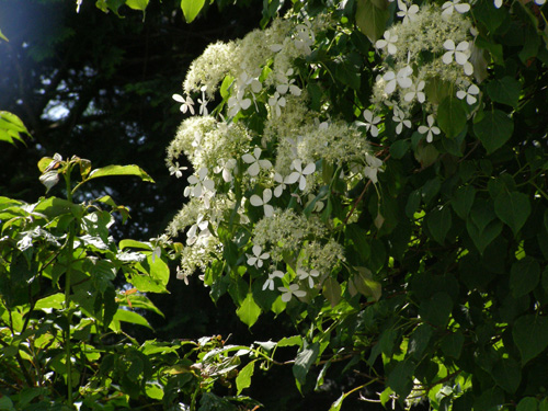 Hydrangea petiolaris